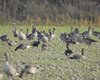 Oca_collorosso_Oca_lombardella_Oca_selvatica_Terranova_5_12_2015_1569sf