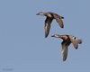 Marzaiola_volo_San_Giuliano_parco_28_8_2015_2753sf