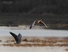 Oca_zamperosee_Oca_selvatica_volo_Isola_Cona_14_2_2009_5084sf