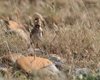 Calandrella_Coussouls_de_Crau_19_6_2016_5511sf