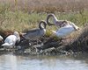 Cigno_reale_Laguna_nord_Venezia_24_9_2016_9715sf