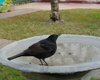 Merlo_Favaro_13_10_2016_0184sf