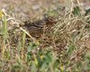 Pispola_golarossa_Ventotene_23_4_2016_8576sf