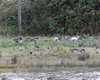 Oca_facciabianca_Oca_indiana_Oca_lombardella_Isola_Cona_12_11_2016_6264sf