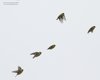 Lucherino_volo_Valle_Grassabo_10_4_2013_9570sf