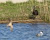Mignattaio_Rondine_Gabbiano_comune_San_Giuliano_23_3_2016_3533sf