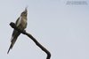 Calopsitta_Castelnuovo_del_Garda_22_9_2012_3206sf