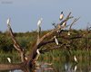 Ibis_sacro_Garzetta_Airone_guardabuoi_Vallesina_20_8_2015_0225sf1600