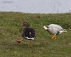 Oca_indiana_minaccia_Oca_selvatica_Isola_della_Cona_30_11_2013_9236sf