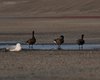 Oca_colombaccio_Olanda_13_2_2015_4417sf
