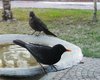 Merlo_Favaro_29_10_2016_0823sf