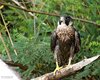 Falco_pellegrino_Sacca_Scardovari_2016_09_10_2869sf