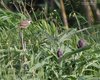 Sterpazzola_carciofi_Ventotene_23_4_2016_9464sf
