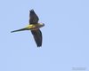 Parrocchetto_monaco_volo_Pastrengo_23_1_2016_0256sf