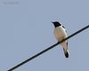 Monachella_Monte_Loffa_15_6_2013_8077sf