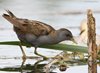 Schiribilla_San_Giuliano_parco_30_4_2009_0156sf