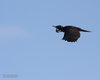 Picchio_nero_volo_Grado_14_2_2009_3535sf