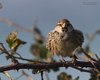 Passera_sarda_Sacca_Scardovari_6_2_2016_3242sf