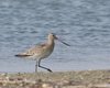 Pittima_minore_Sacca_Scardovari_2016_09_10_4298sf