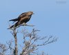 Nibbio_bruno_Camargue_Francia_21_6_2016_3650sf