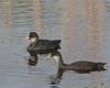 Folaga_juv_San_Giuliano_parco_26_6_2008_1154sf