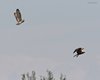 Gufo_di_palude_Falco_di_palude_volo_Lio_Piccolo_19_4_2012_2056sf