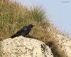 Corvo_imperiale_Pizzoc_4_9_2010_9469sf