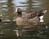 Oca_lombardella_minore_Fagagna_2_7_2016_1385sf