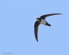 Rondone_maggiore_volo_Verdon_Francia_22_6_2016_6145sf