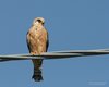 Falco_cuculo_Bonifica_Loncon_7_7_2007_2042sf