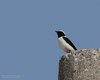 Monachella_Monte_Loffa_15_6_2013_8269sf