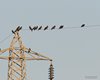 Cornacchia_grigia_Taccola_Campalto_22_8_2015_2266sf