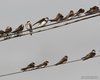 Topino_delta_del_Po_1_9_2012_1363sf