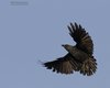 Taccola_volo_Capalbio_8_4_2011_9668sf