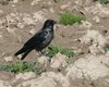Cornacchia_nera_x_cornacchia_grigia_Val_Casoni_10_3_2007_3171sf