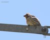 Passera_lagia_Verdon_Francia_23_6_2016_8622sf