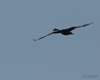 Cigno_nero_volo_San_Giuliano_8_9_2015_7430sf