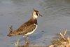 Pavoncella_juv_Vallesina_15_7_2010_8511sf