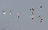 Sterna_zampenere_Sterna_comune_volo_Porto_Tolle_17_8_2013_6039sf1920