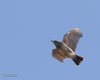 Cappellaccia_volo_delta_del_Po_6_2_2016_2129sf