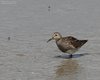 Piovanello_pettorale_Marano_Lagunare_oasi_13_7_2013_4944sf