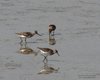 Piro_piro_Terek_Piro_piro_boschereccio_Marano_Lagunare_7_9_2013_7835sf
