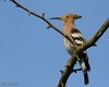 Upupa_Chions_11_4_2014_2712sf
