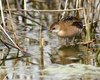 Schiribilla_Vallesina_1_4_2014_3281sf