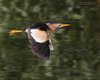 Tarabusino_volo_San_Giuliano_parco_21_7_2011_3628sf