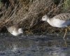 Piovanello_comune_Combattente_Saline_Comacchio_14_9_2010_7973sf2
