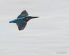 Martin_pescatore_volo_Sant_Erasmo_22_11_2014_5D9A6109sf