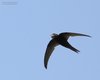 Rondone_comune_volo_Valle_Vecchia_12_7_2014_9904sf
