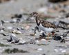 Voltapietre_Sacca_Scardovari_2016_09_10_5697sf