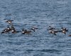 Orco_marino_volo_San_Felice_del_Benaco_16_3_2013_4579sf